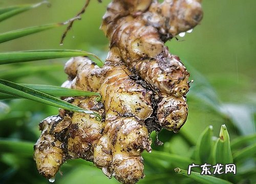 生姜什么时候收获 几月份大量上市