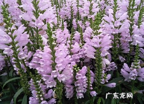 常绿宿根花卉有哪些