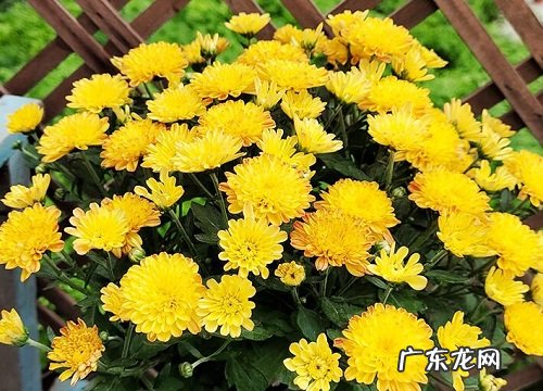 常绿宿根花卉有哪些