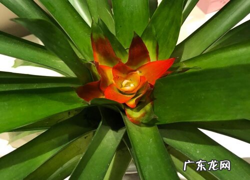 凤梨科花卉有哪些