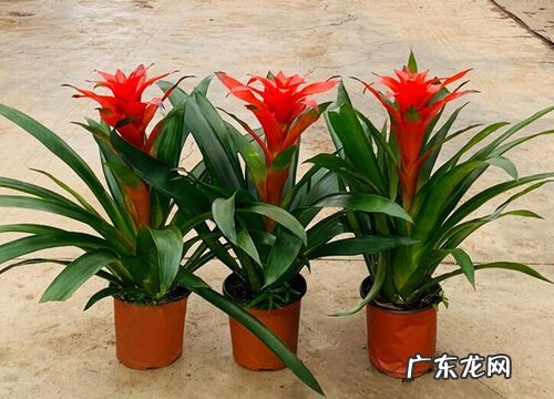 凤梨科花卉有哪些