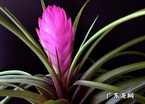 凤梨科花卉有哪些