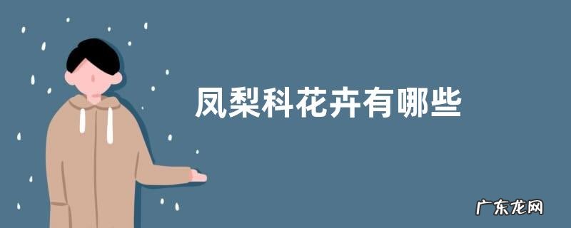 凤梨科花卉有哪些