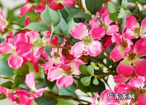 喜阴庭院花卉有哪些