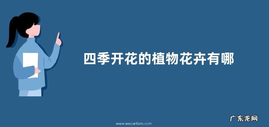 四季开花的植物花卉有哪些