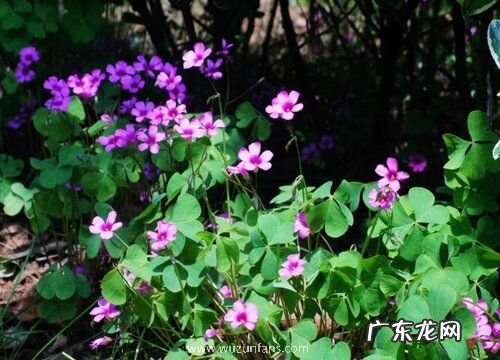 四季开花的植物花卉有哪些