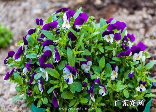 四季开花的植物花卉有哪些