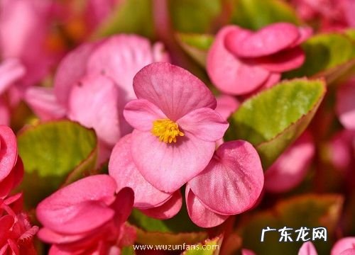 四季开花的植物花卉有哪些