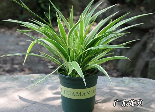 吸尘花卉有哪些