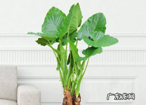 吸尘花卉有哪些