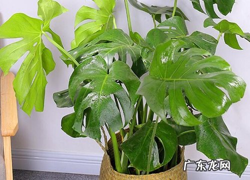 吸尘花卉有哪些