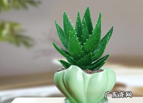 吸尘花卉有哪些