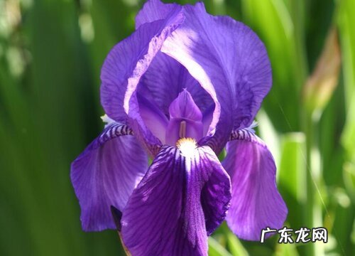 球根类花卉有哪些