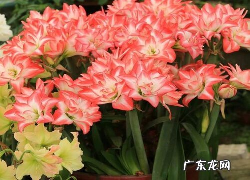 球根类花卉有哪些