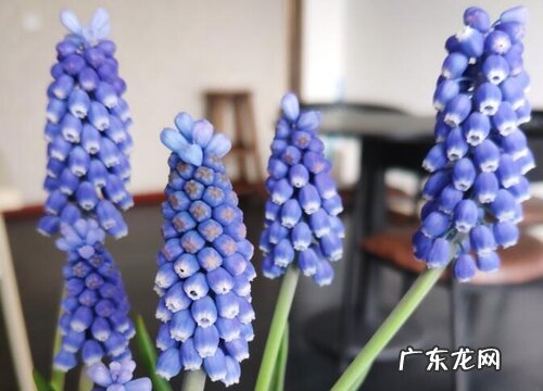 球根类花卉有哪些