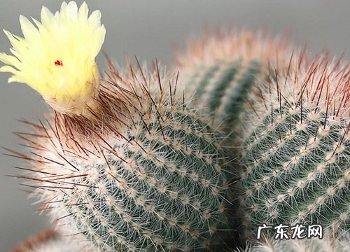 仙人掌科花卉有哪些