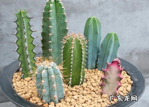 仙人掌科花卉有哪些