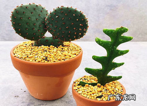 仙人掌科花卉有哪些