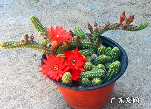 仙人掌科花卉有哪些