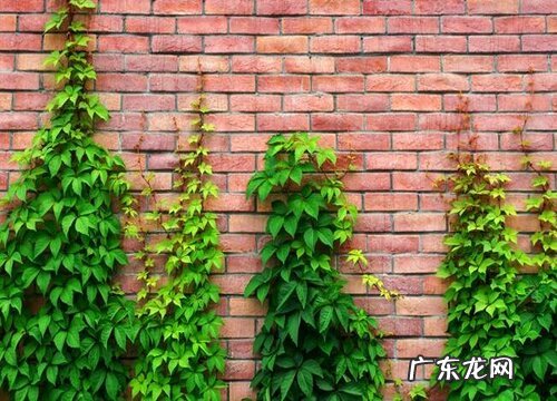 爬墙花卉有哪些