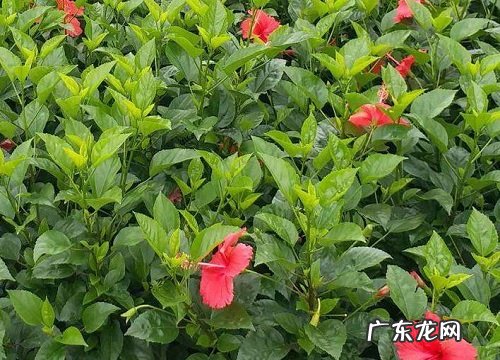 庭院四季开花的植物花卉有哪些