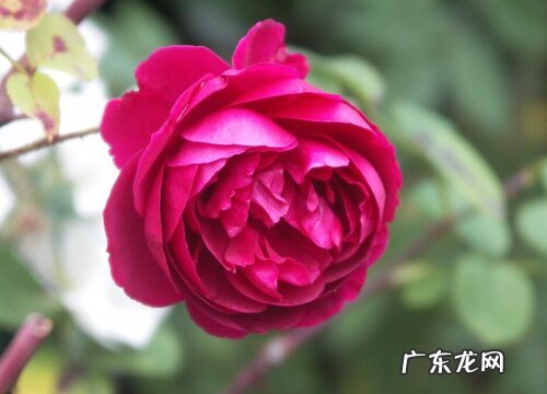 庭院四季开花的植物花卉有哪些