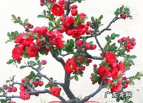 庭院四季开花的植物花卉有哪些