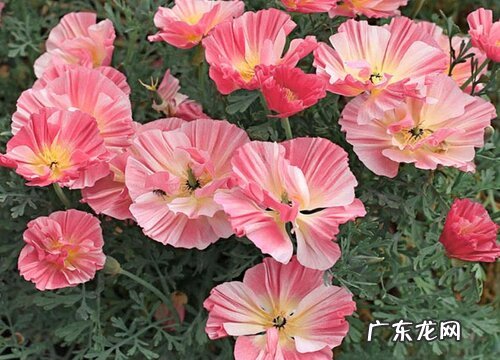 露地花卉有哪些