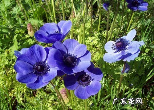 露地花卉有哪些