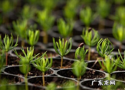 喜阴的室内植物花卉有哪些