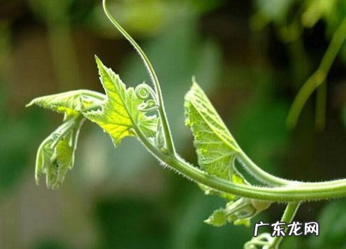 南瓜藤怎样晒干 南瓜藤干的制作方法