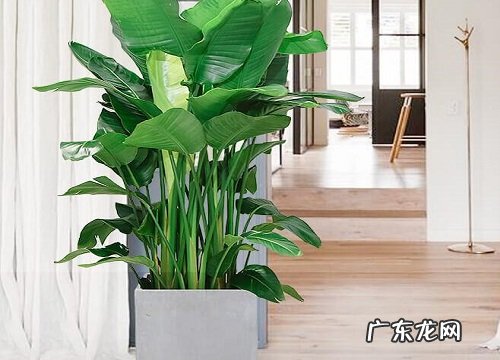 一叶兰换土时间和方法