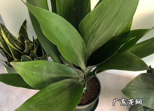 一叶兰换土时间和方法