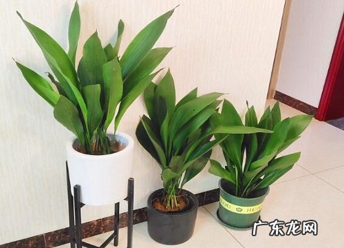 一叶兰换土时间和方法