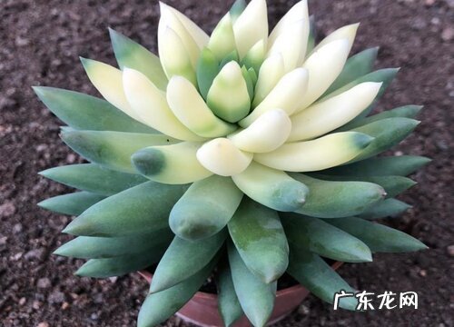 景天科花卉有哪些