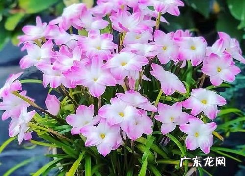 百合科葱属花卉有哪些
