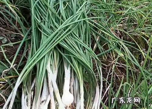 百合科葱属花卉有哪些