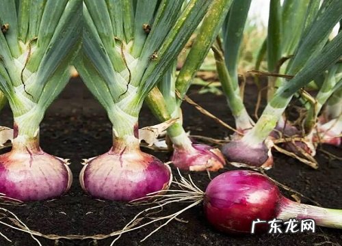 百合科葱属花卉有哪些