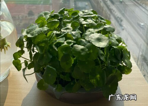 铜钱草怎么种植 栽种时间和方法