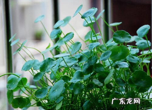 铜钱草怎么种植 栽种时间和方法