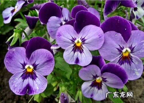 长日照花卉有哪些