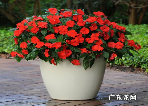 长日照花卉有哪些