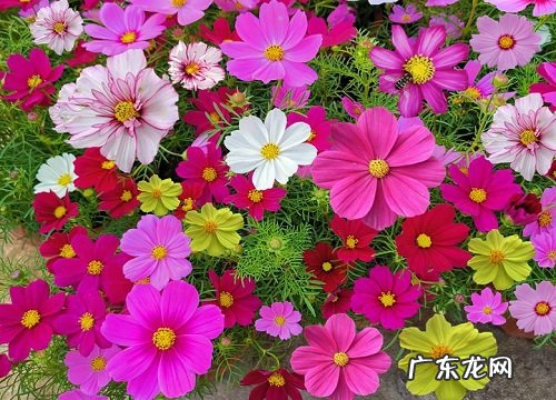 浅根系花卉有哪些