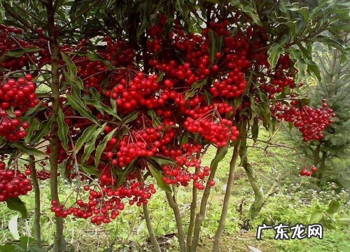 耐寒的室内植物有哪些