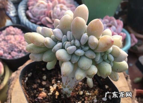 耐寒的室内植物有哪些