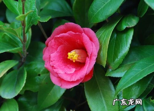 耐寒的室内植物有哪些