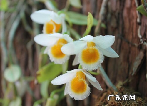 石斛喜阴还是喜阳光