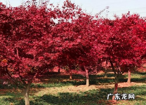 红枫喜阴还是喜阳光的植物
