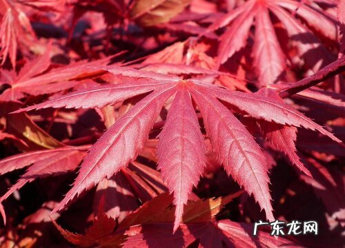 红枫喜阴还是喜阳光的植物