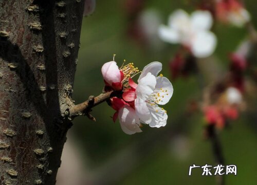 干枝梅什么时候开花
